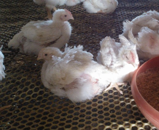 �A(y��)���ί��ټ�θ�׵���Чˎ---�����c��